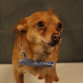 Finnick “ChiChi” the Chihuahua